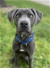 adoptable Dog in  named Diesel