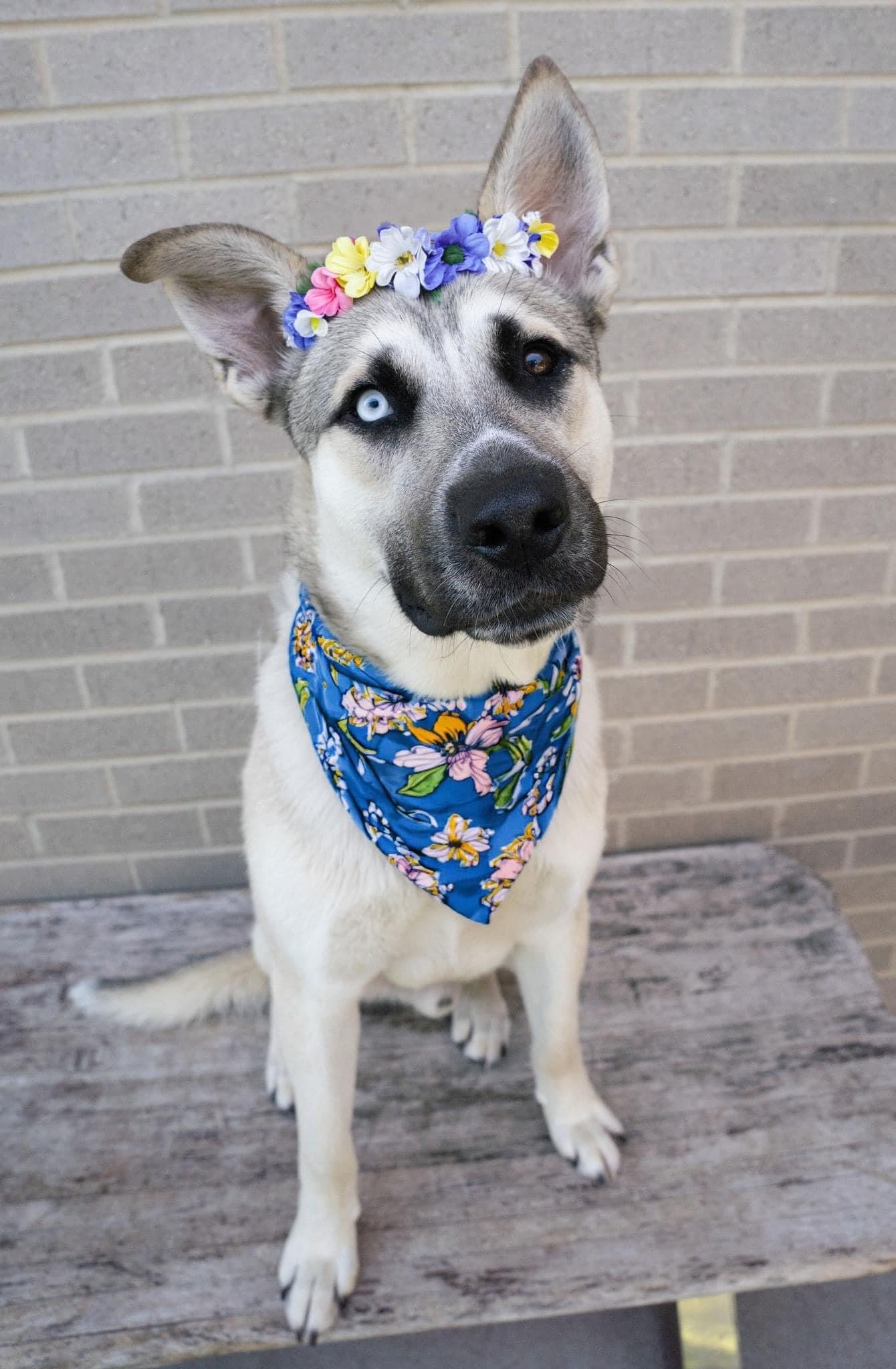 adoptable Dog in Dallas, TX named Blue