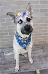 adoptable Dog in dallas, TX named Blue