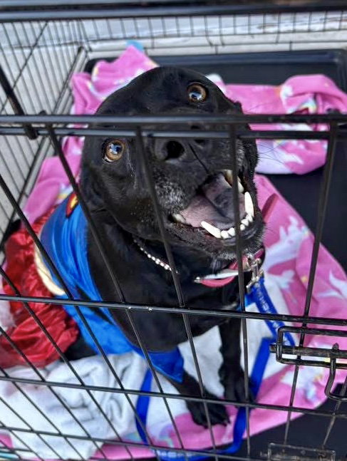 picture of the dog needing adoption