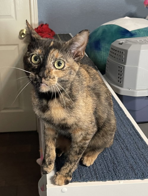 picture of the cat needing adoption