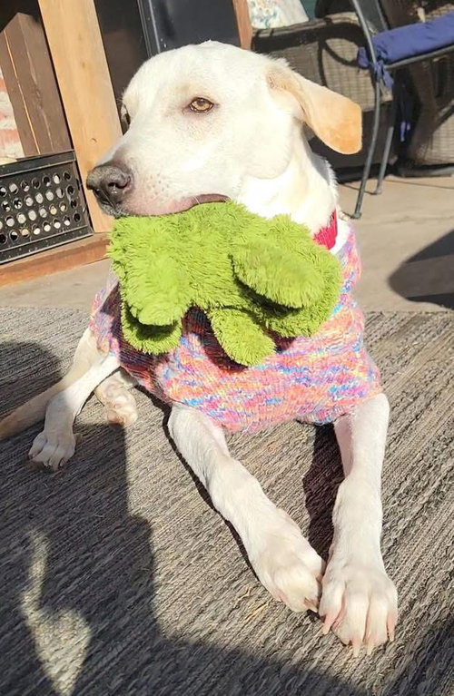 picture of the dog needing adoption