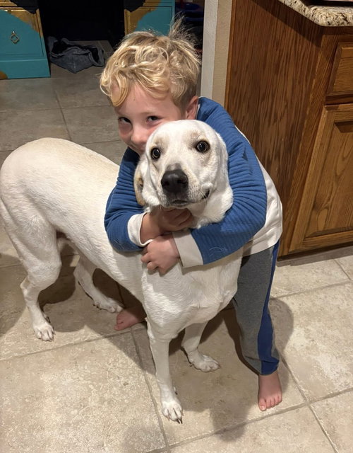 picture of the dog needing adoption