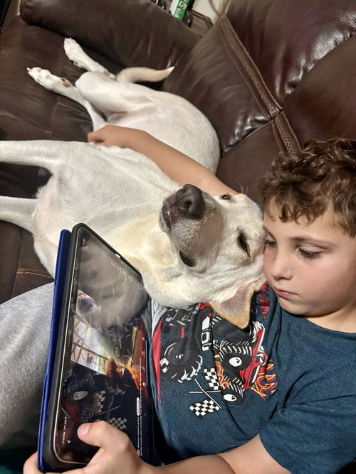 TOFU - Anatolian Shepherd available for adoption