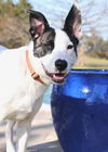 adoptable Dog in  named Suki