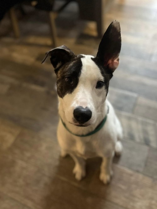 picture of the dog needing adoption