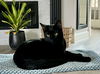 adoptable Cat in Rockwall, TX named Brave Boy
