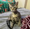 adoptable Cat in dallas, TX named Orion