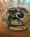 adoptable Cat in  named Gizmo