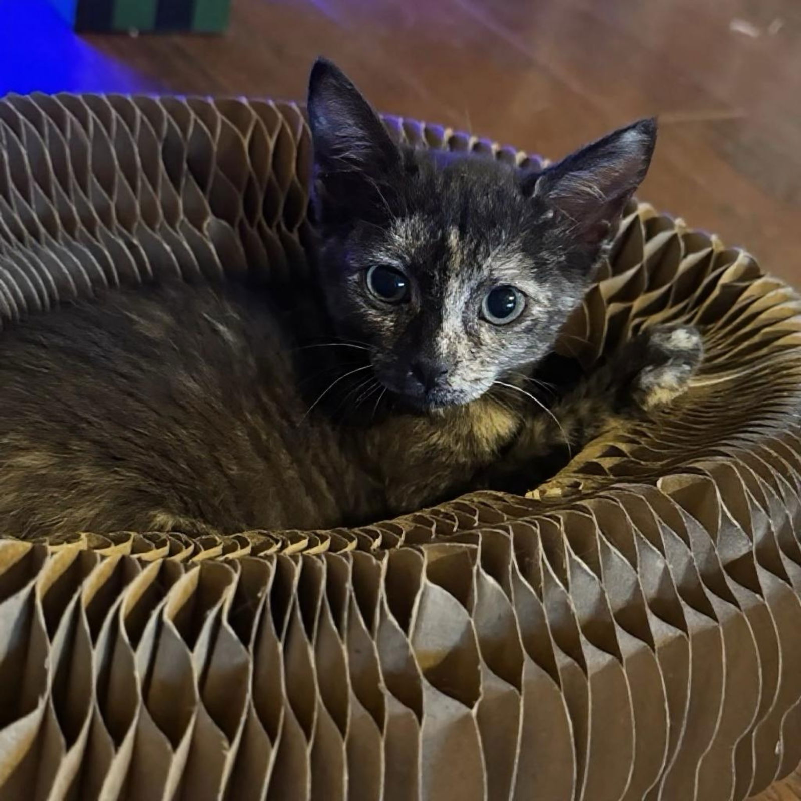 adoptable Cat in Dallas, TX named Boston