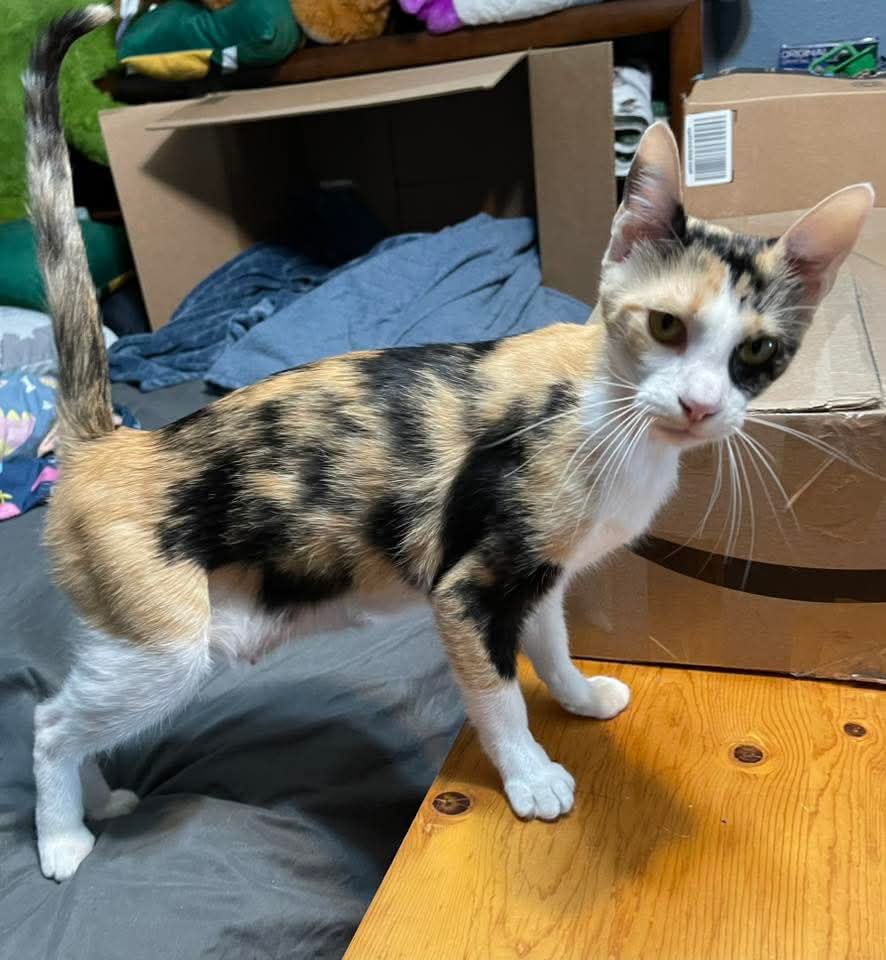adoptable Cat in Dallas, TX named Lucy
