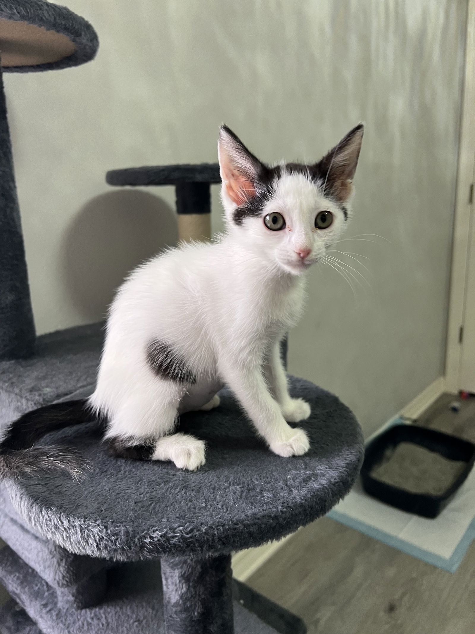 adoptable Cat in Dallas, TX named Hilda