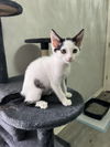 adoptable Cat in dallas, TX named Hilda