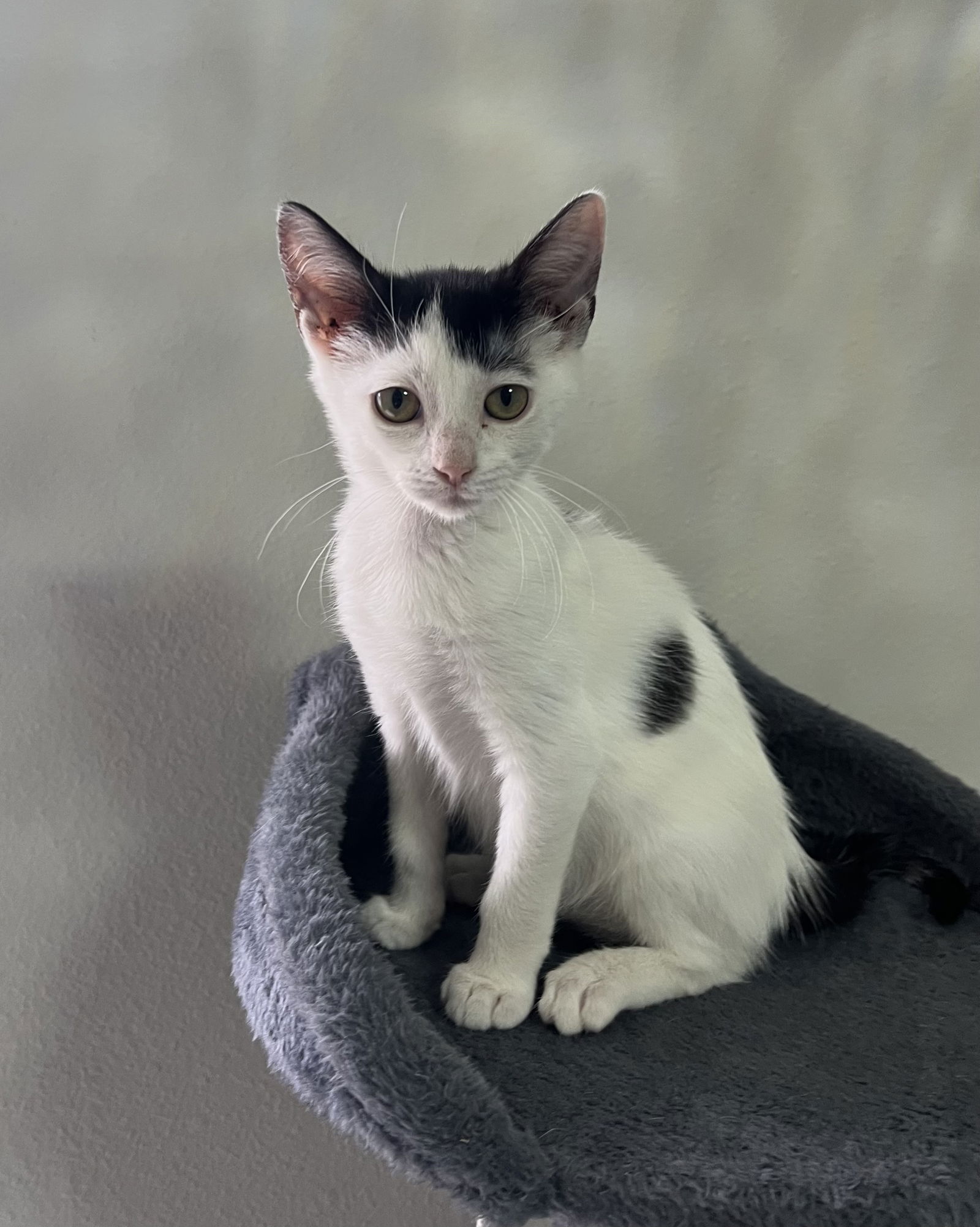 adoptable Cat in Dallas, TX named Bede