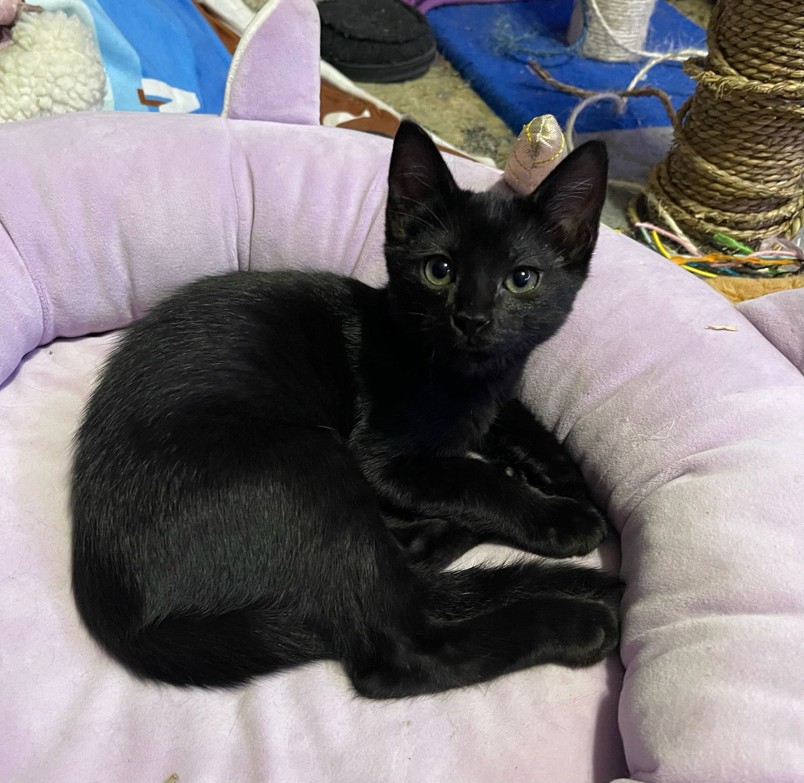 adoptable Cat in Mesquite, TX named Petrie