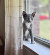 adoptable Cat in dallas, TX named Blythe