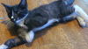 adoptable Cat in  named Alexander
