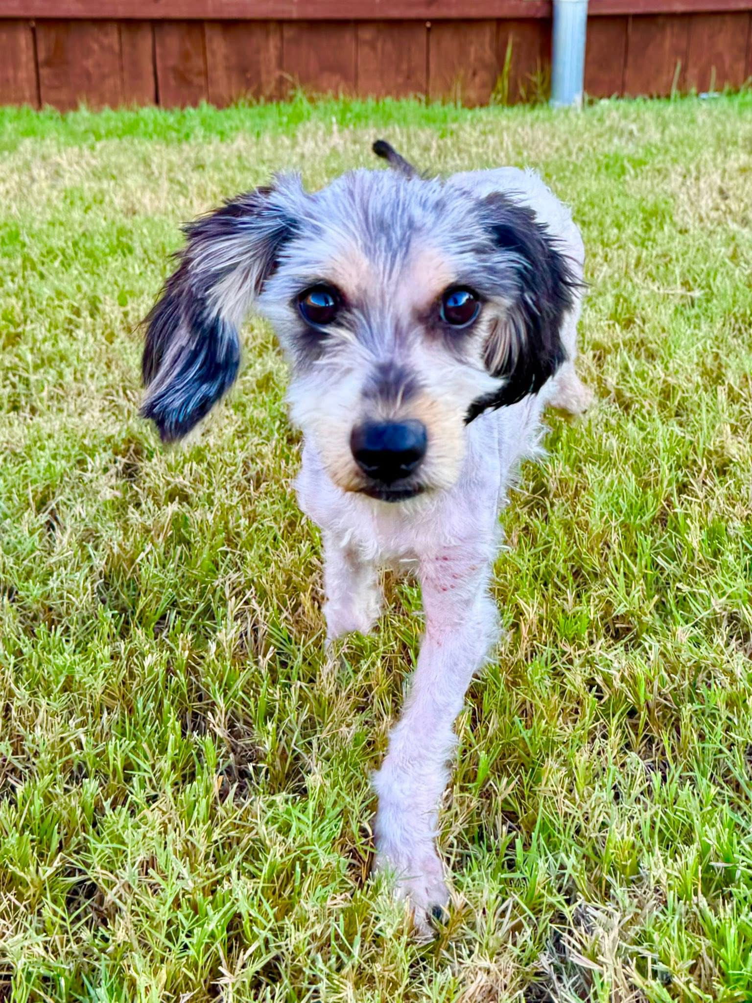 adoptable Dog in Dallas, TX named Ginger