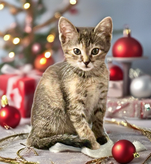 picture of the cat needing adoption