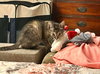 Tawnie - Photo 2
