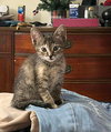 Tawnie - Photo 3