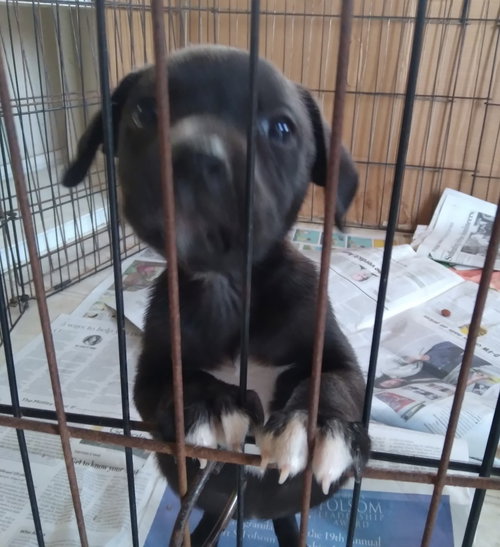 picture of the dog needing adoption