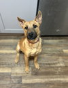 Brownie - Photo 3