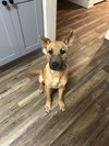 Brownie - Photo 4