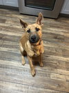 Brownie - Photo 5