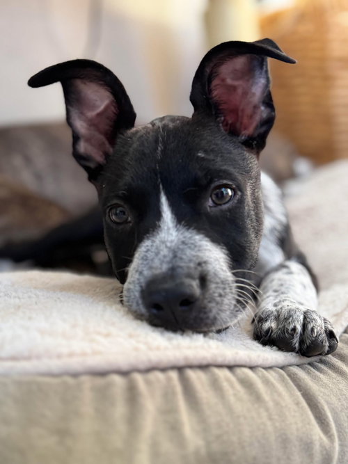 picture of the dog needing adoption