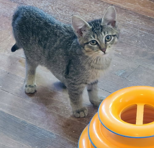 picture of the cat needing adoption