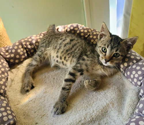 picture of the cat needing adoption