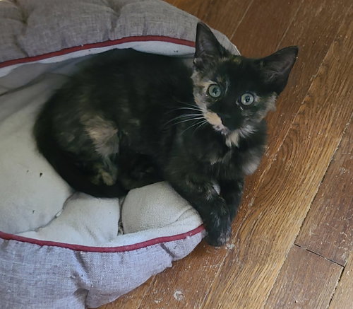 picture of the cat needing adoption