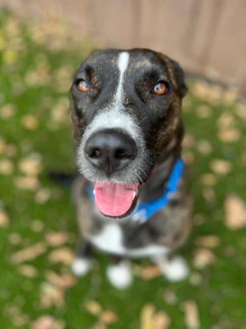 INDY - Unknown available for adoption