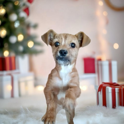 FAWN - Jack Russell Terrier / Cairn Terrier available for adoption