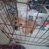 Fawn - Photo 2