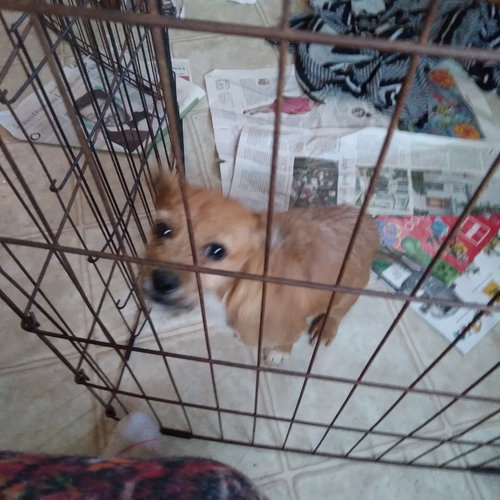 FAWN - Jack Russell Terrier / Cairn Terrier available for adoption