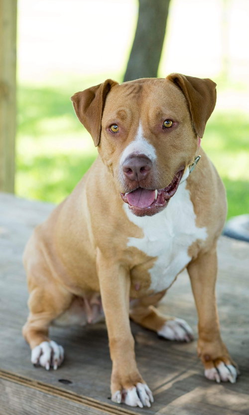 JADA - American Pit Bull Terrier available for adoption
