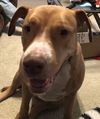 adoptable Dog in dallas, TX named Jada