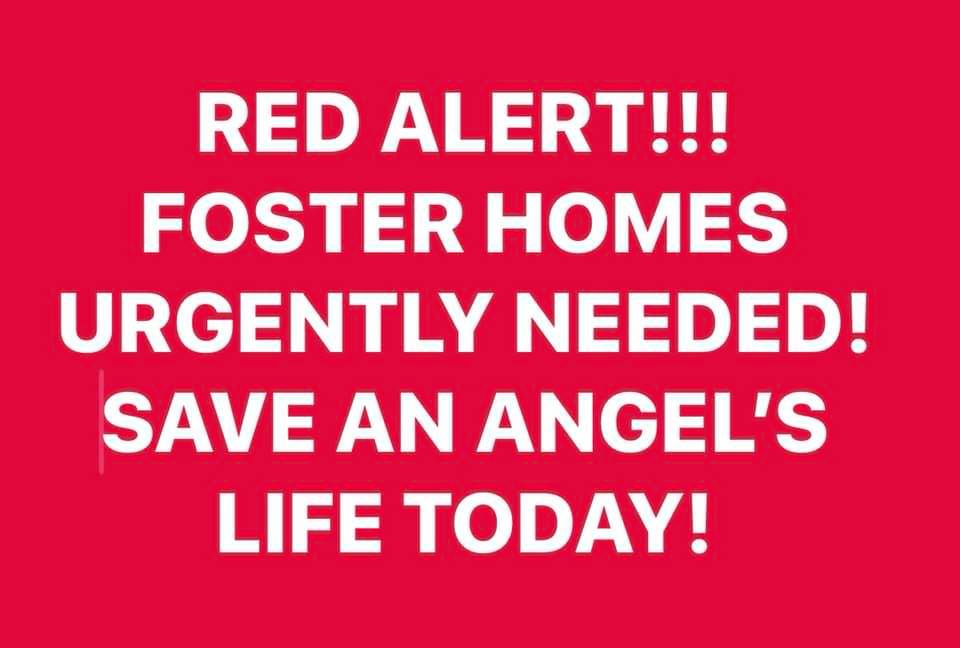 FOSTER HOMES NEEDED