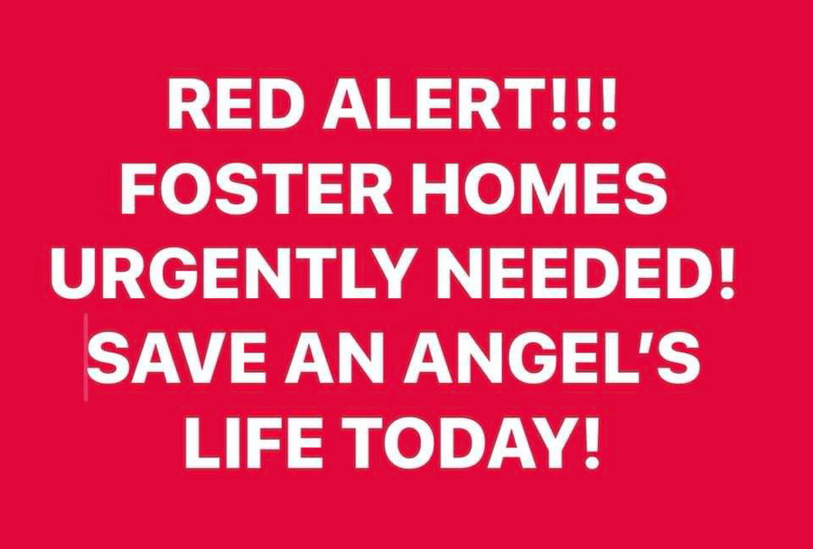 FOSTER HOMES NEEDED