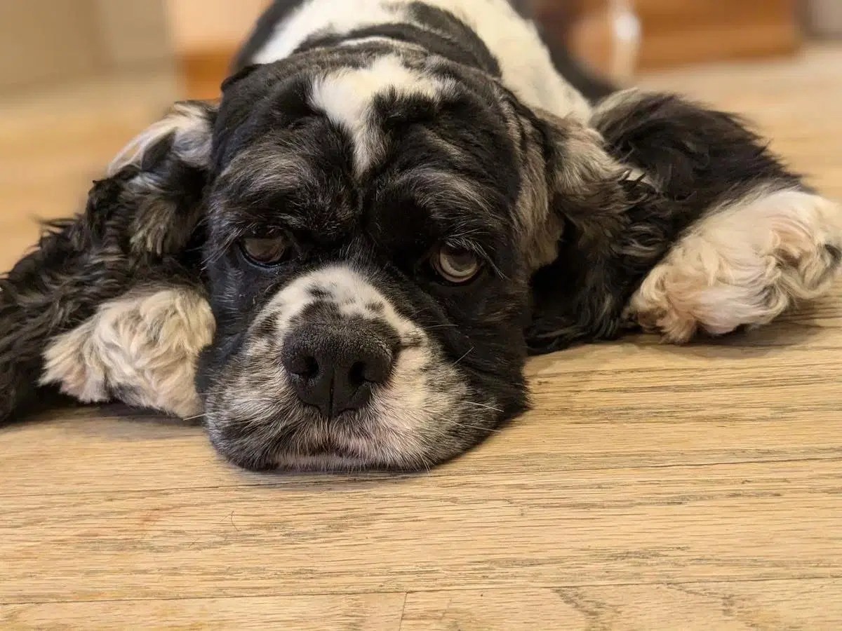 Millie - Cocker Spaniel