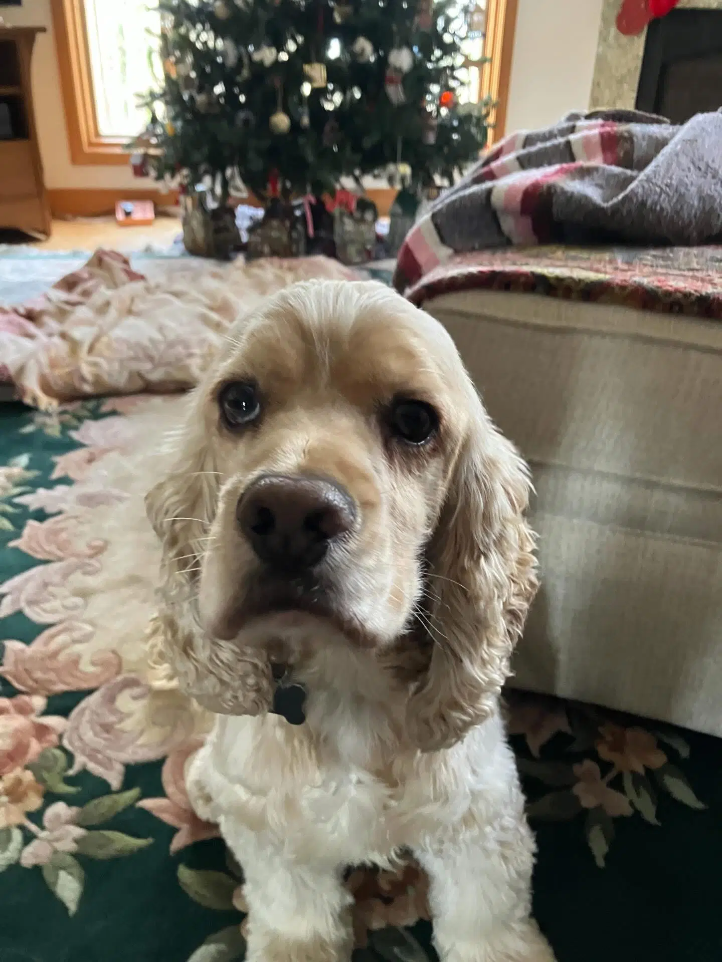 Joey - Cocker Spaniel