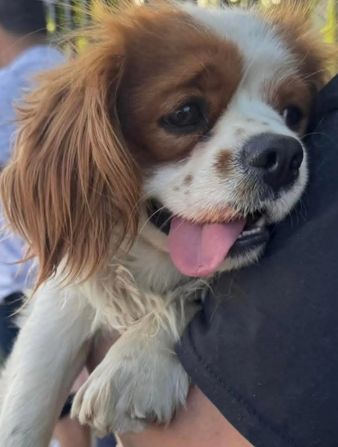 Finnegan - Cavalier King Charles Spaniel