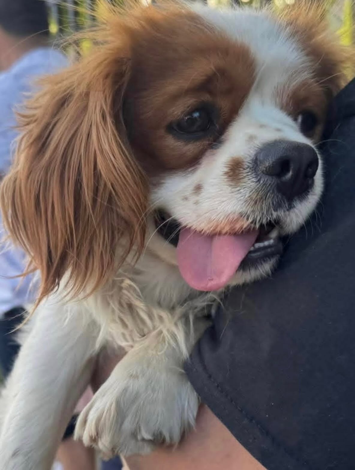 Finnegan