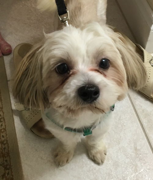 Chewy