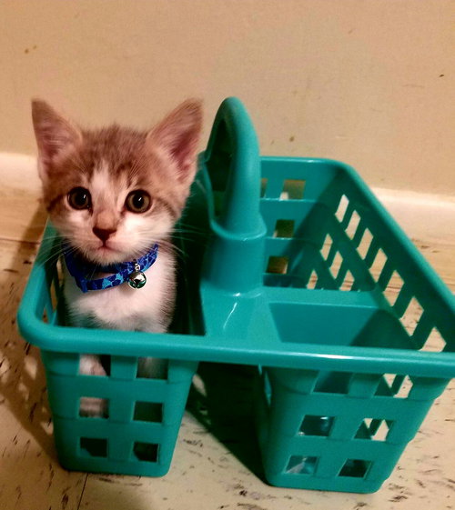 Milo