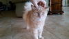 Aslan