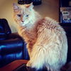 Aslan