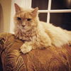 Aslan